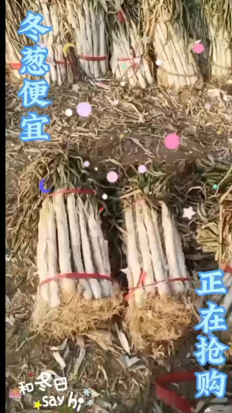 春节降临大葱抢购