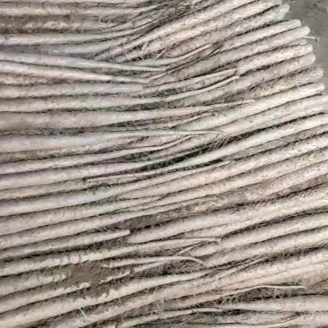 双棒白玉麻山药