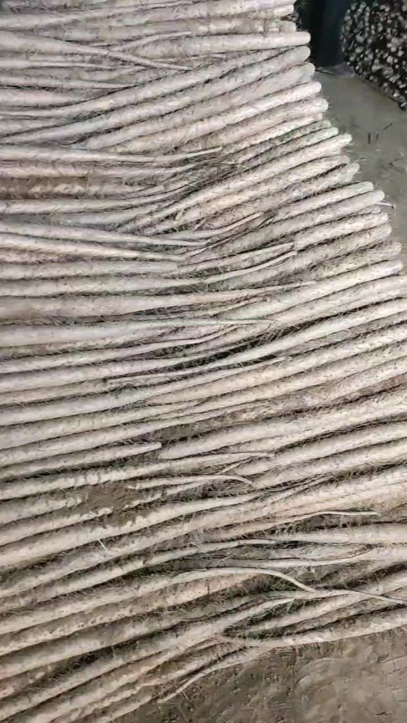 双棒白玉麻山药