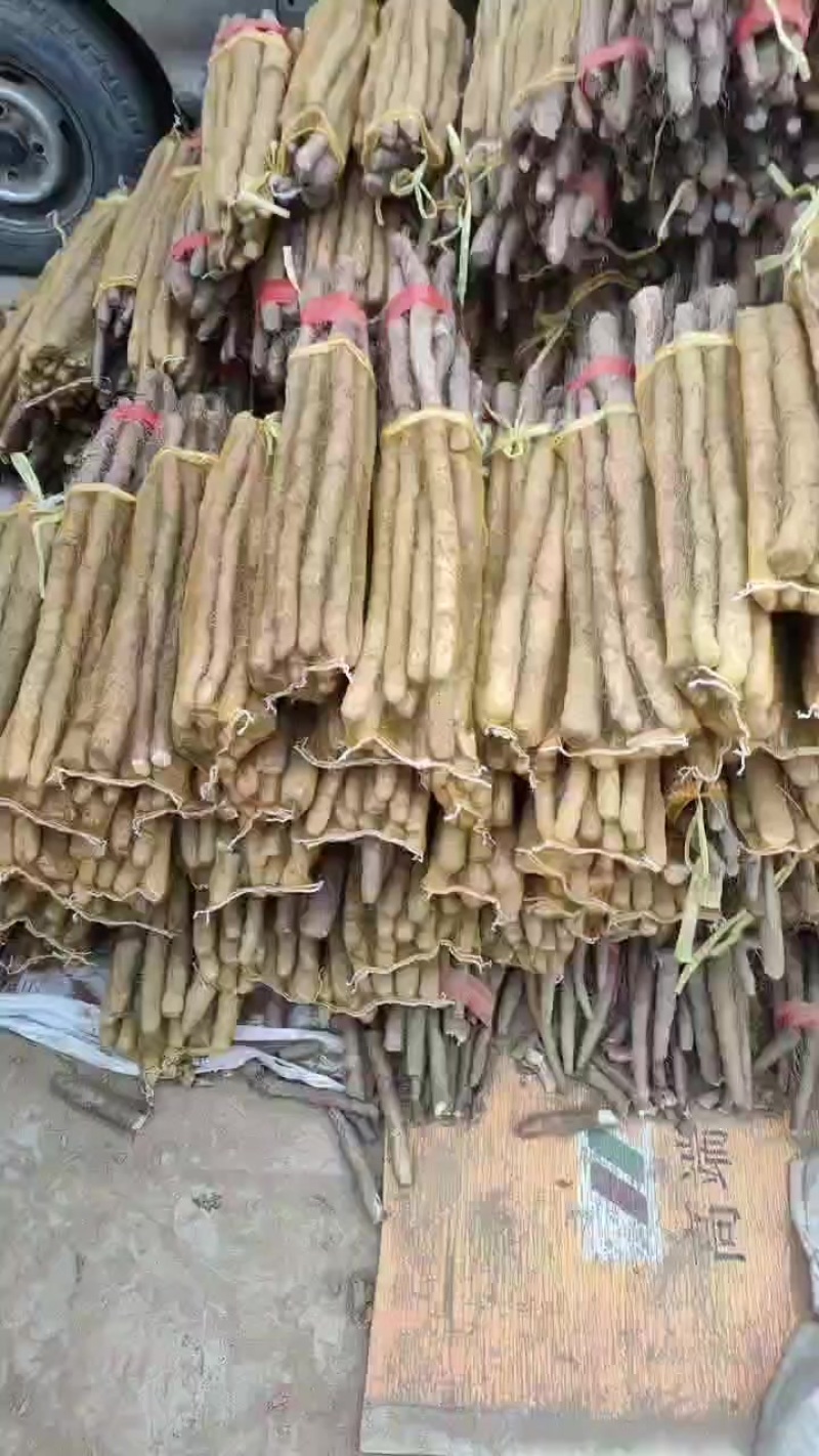 双棒白玉麻山药