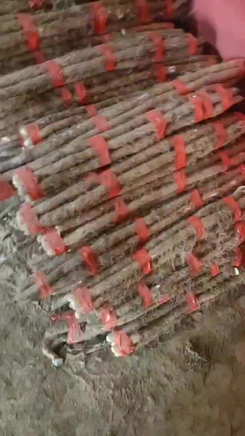 双棒白玉麻山药