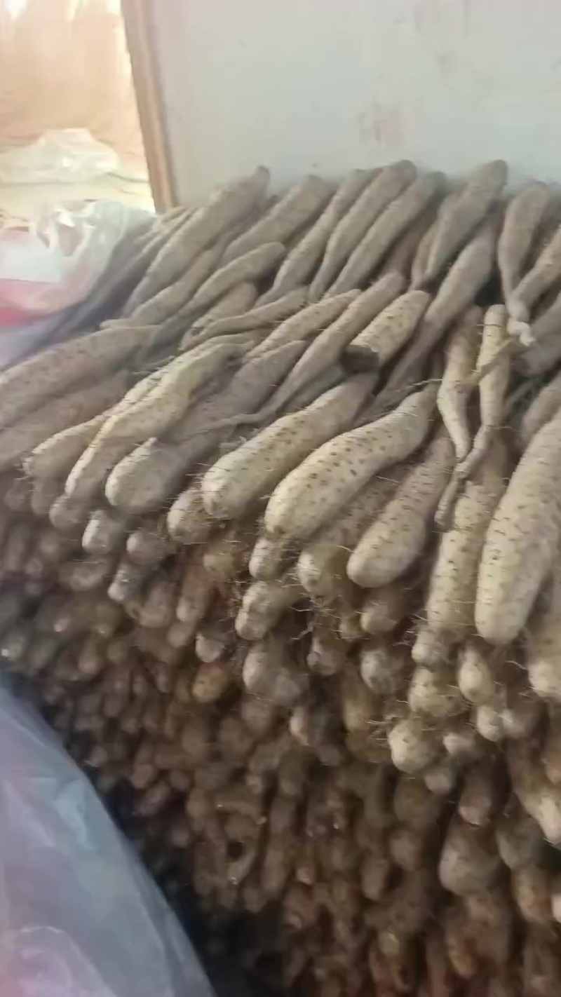 平度牛腿山药，大量有货，车随到随装