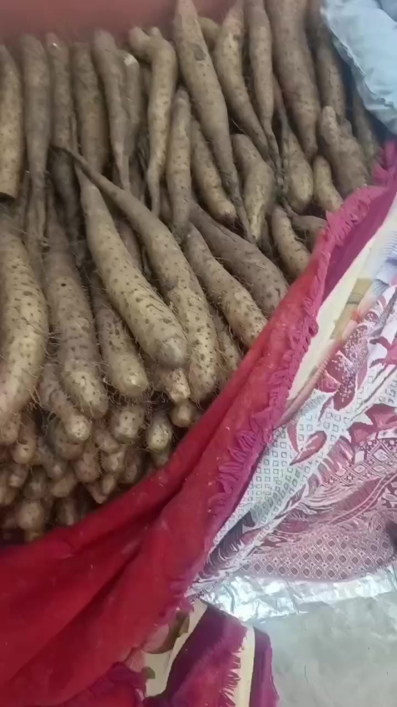 平度牛腿山药，大量有货，车随到随装