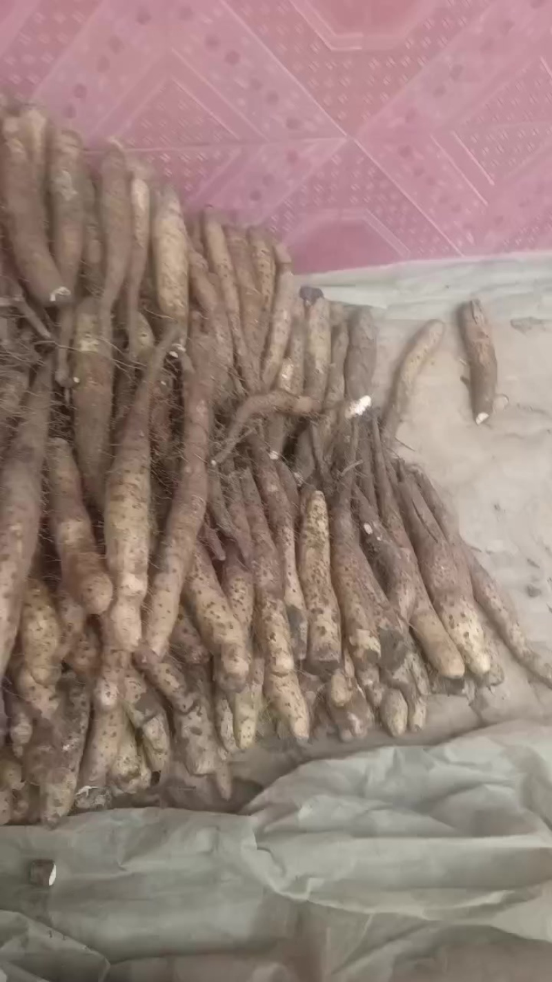 平度牛腿山药，大量有货，车随到随装