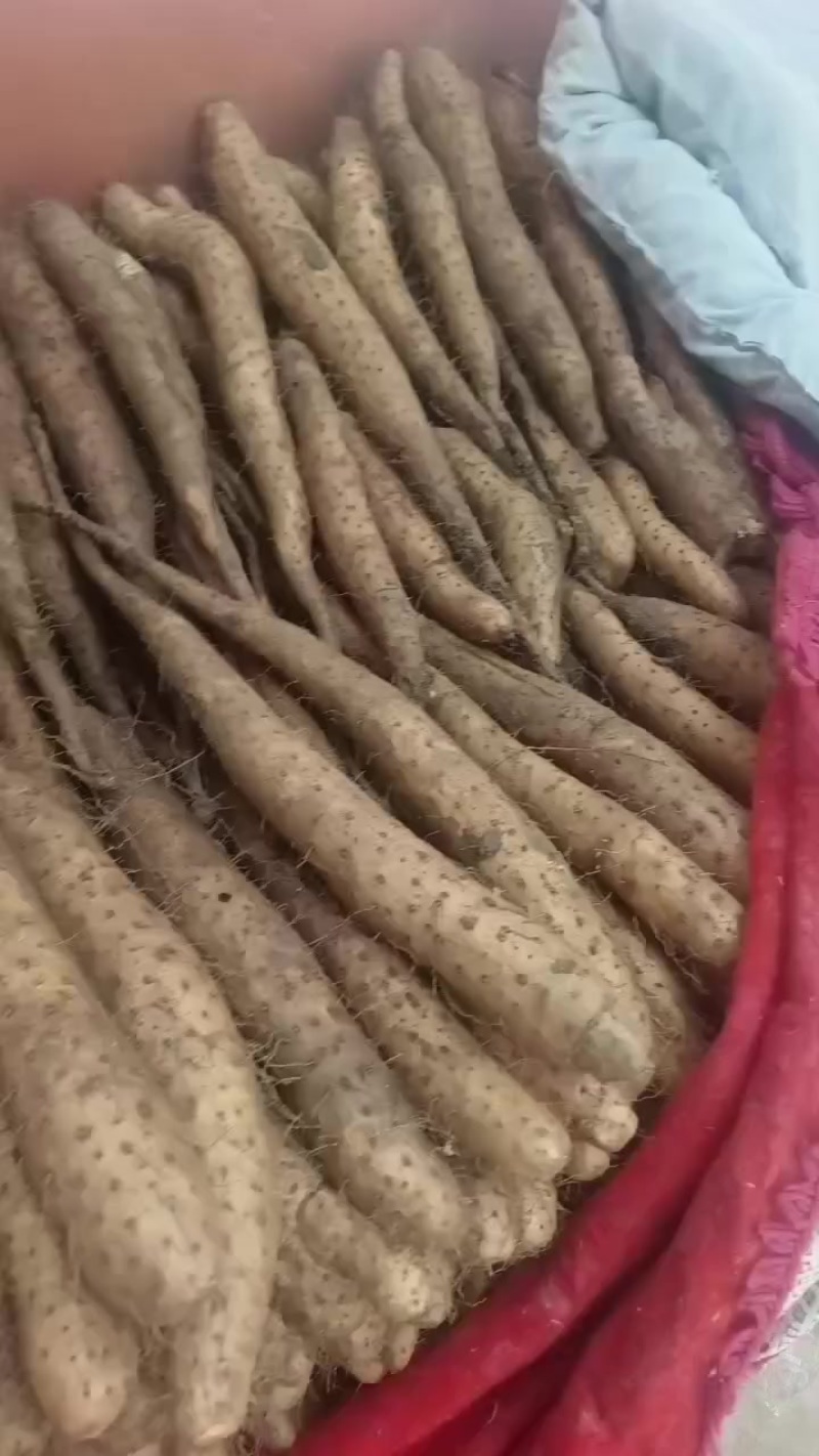 平度牛腿山药，大量有货，车随到随装