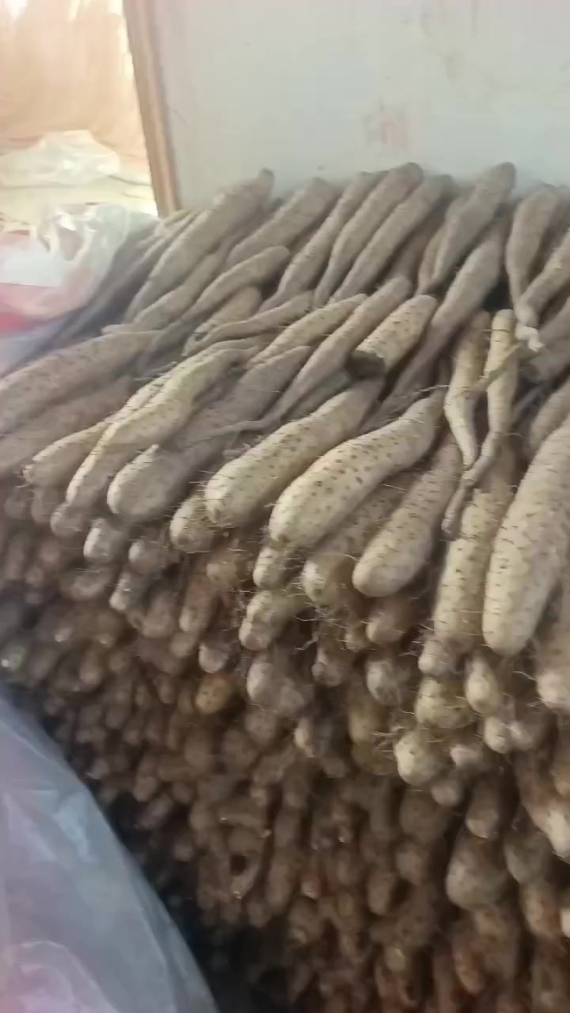 平度牛腿山药，大量有货，车随到随装