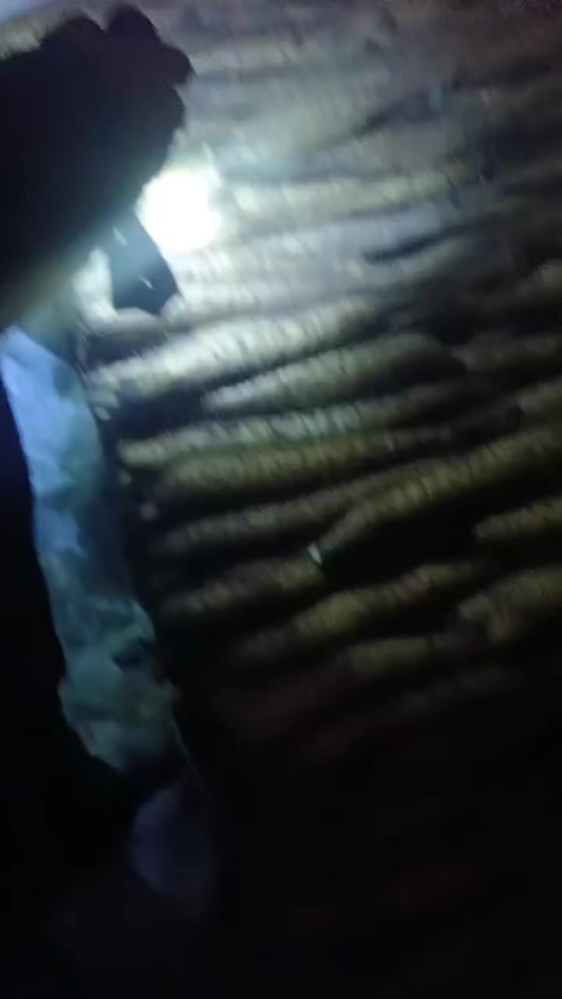 平度牛腿山药，大量有货，车随到随装