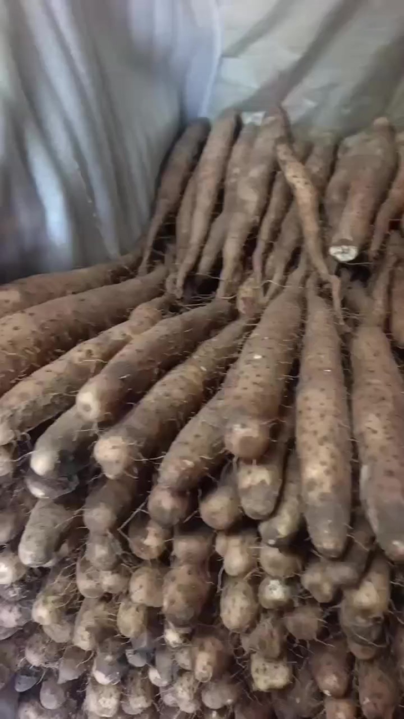 平度牛腿山药，大量有货，车随到随装