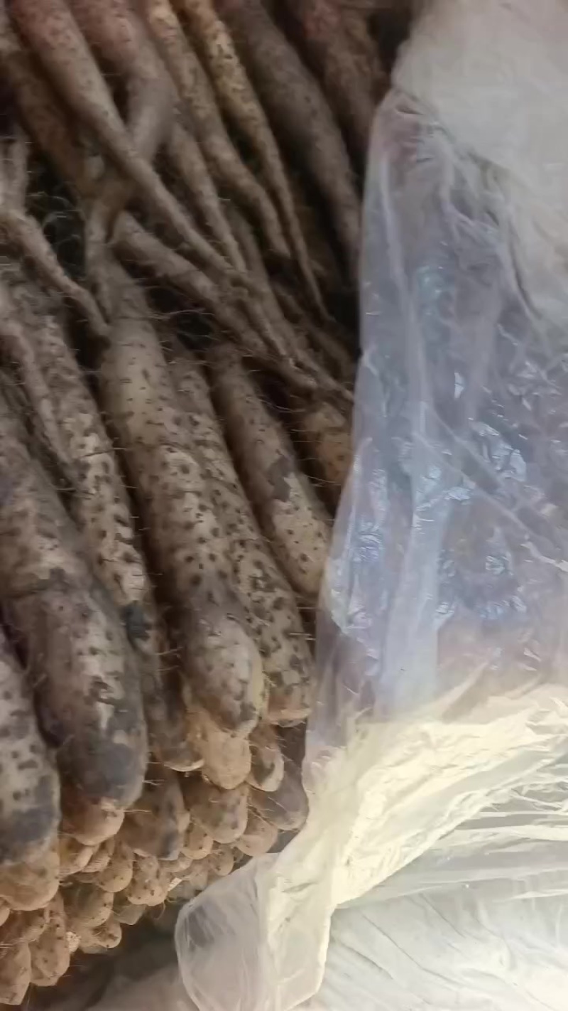 平度牛腿山药，大量有货，车随到随装