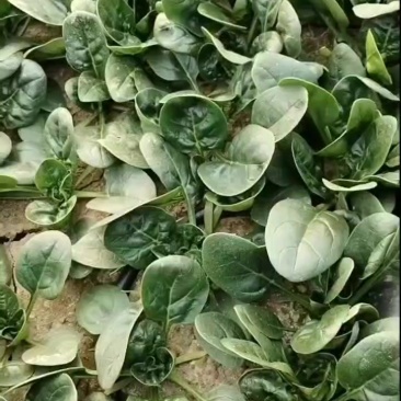 大棚趴地菠菜