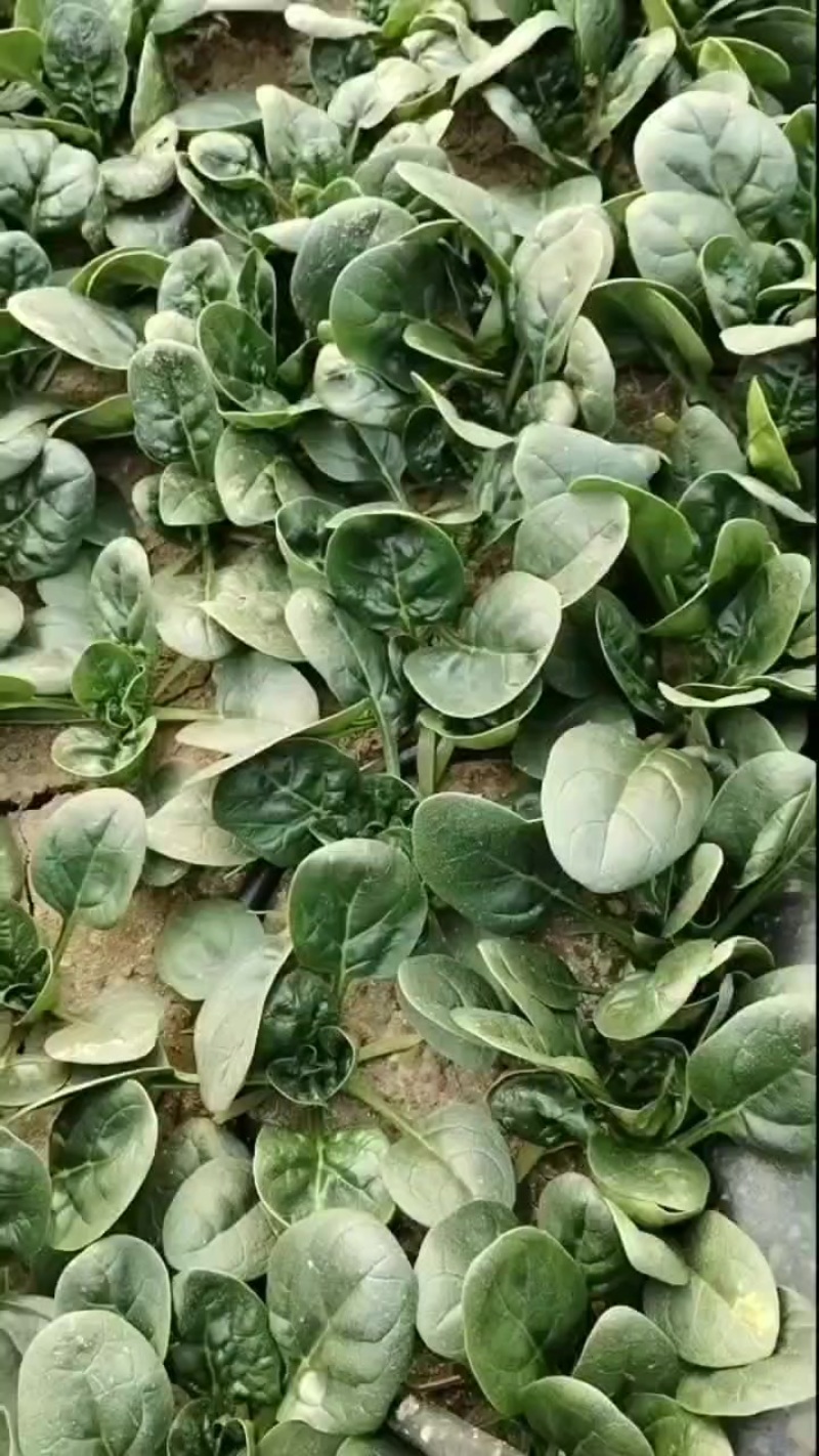 大棚趴地菠菜