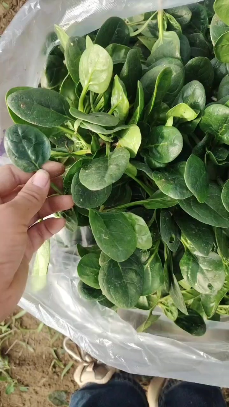 大棚趴地菠菜