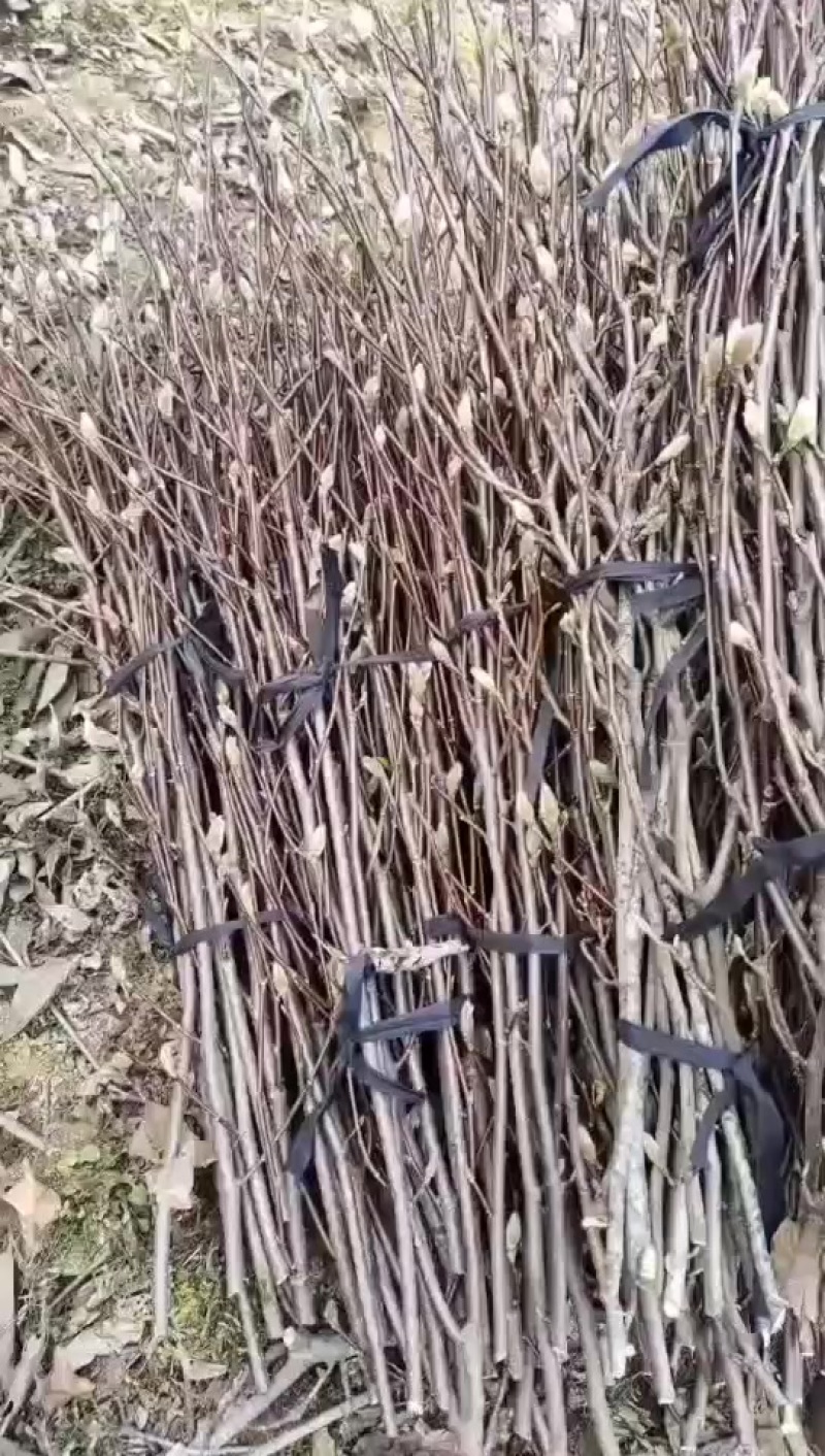 玉兰花