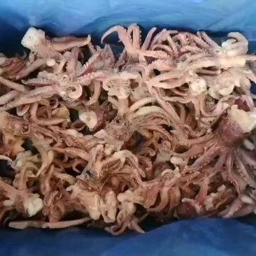 鱿鱼头