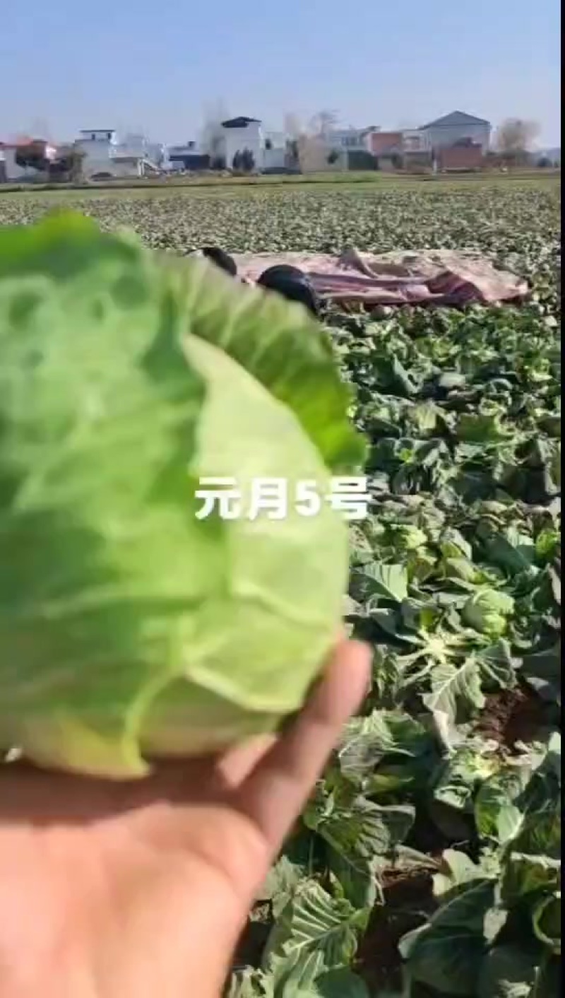 甘蓝
