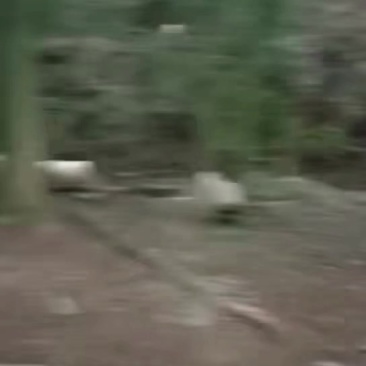 生态小香猪