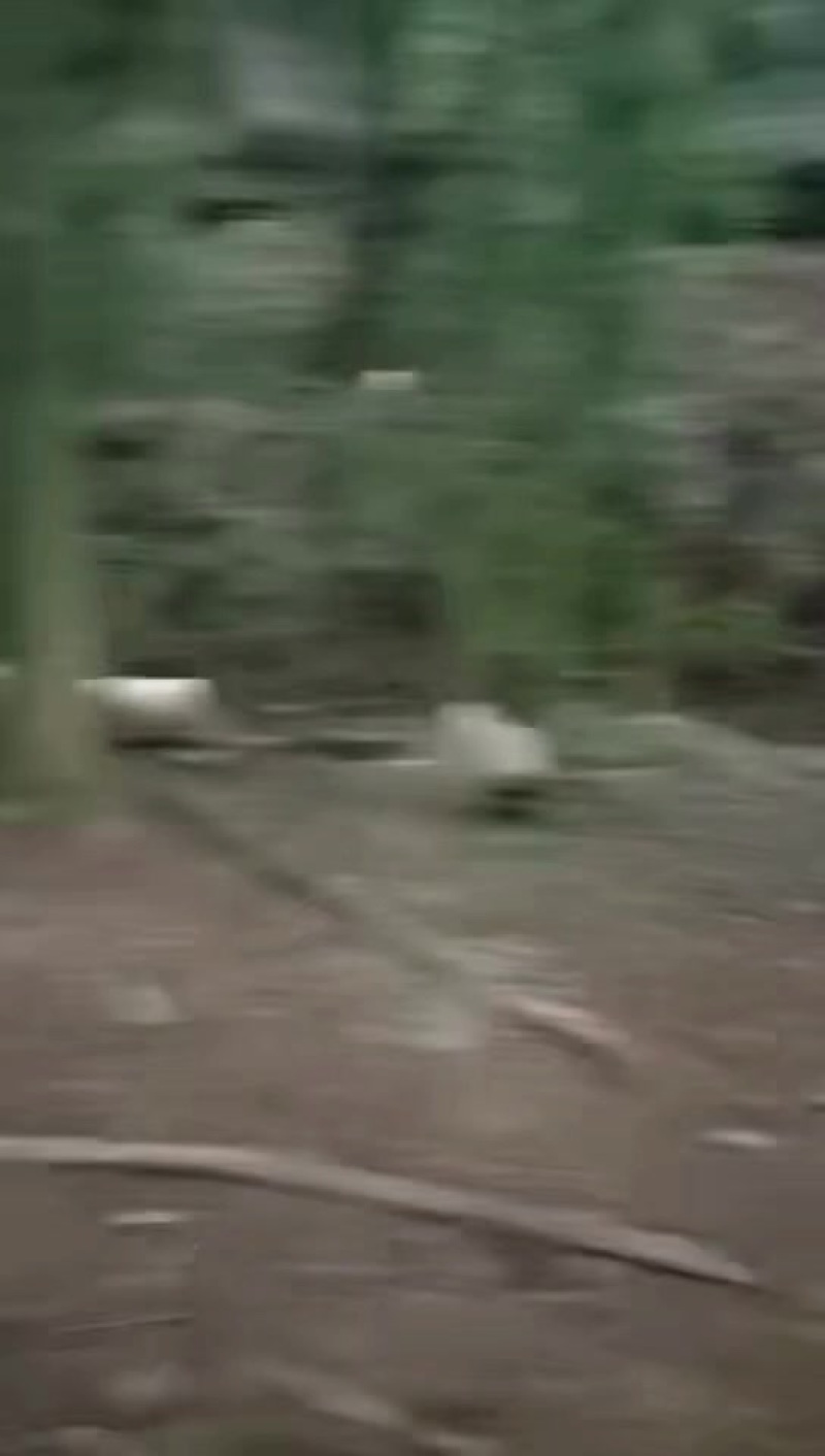 生态小香猪