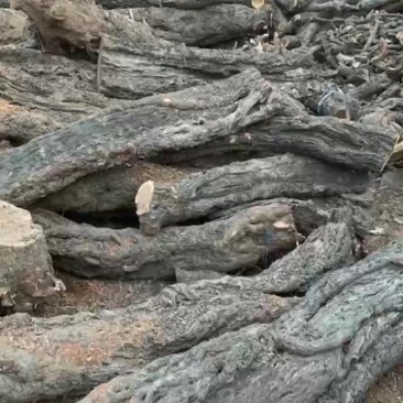 雷击木