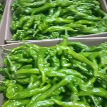 精品龙椒产地直发价格美丽致电价更优年前大促欢迎致电