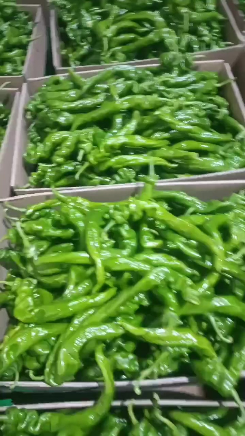 精品龙椒产地直发价格美丽致电价更优年前大促欢迎致电