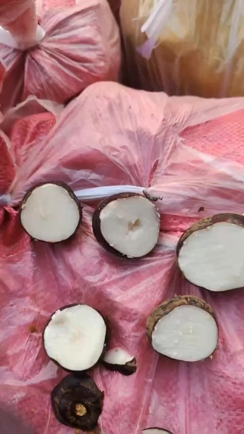 广西桂林优质马蹄
