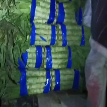 红叶莴苣大量批发欢迎订够***********