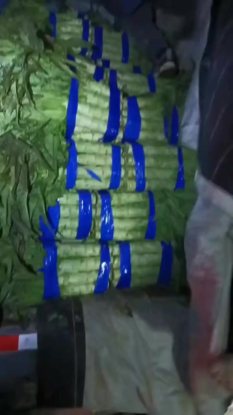 红叶莴苣大量批发欢迎订够***********