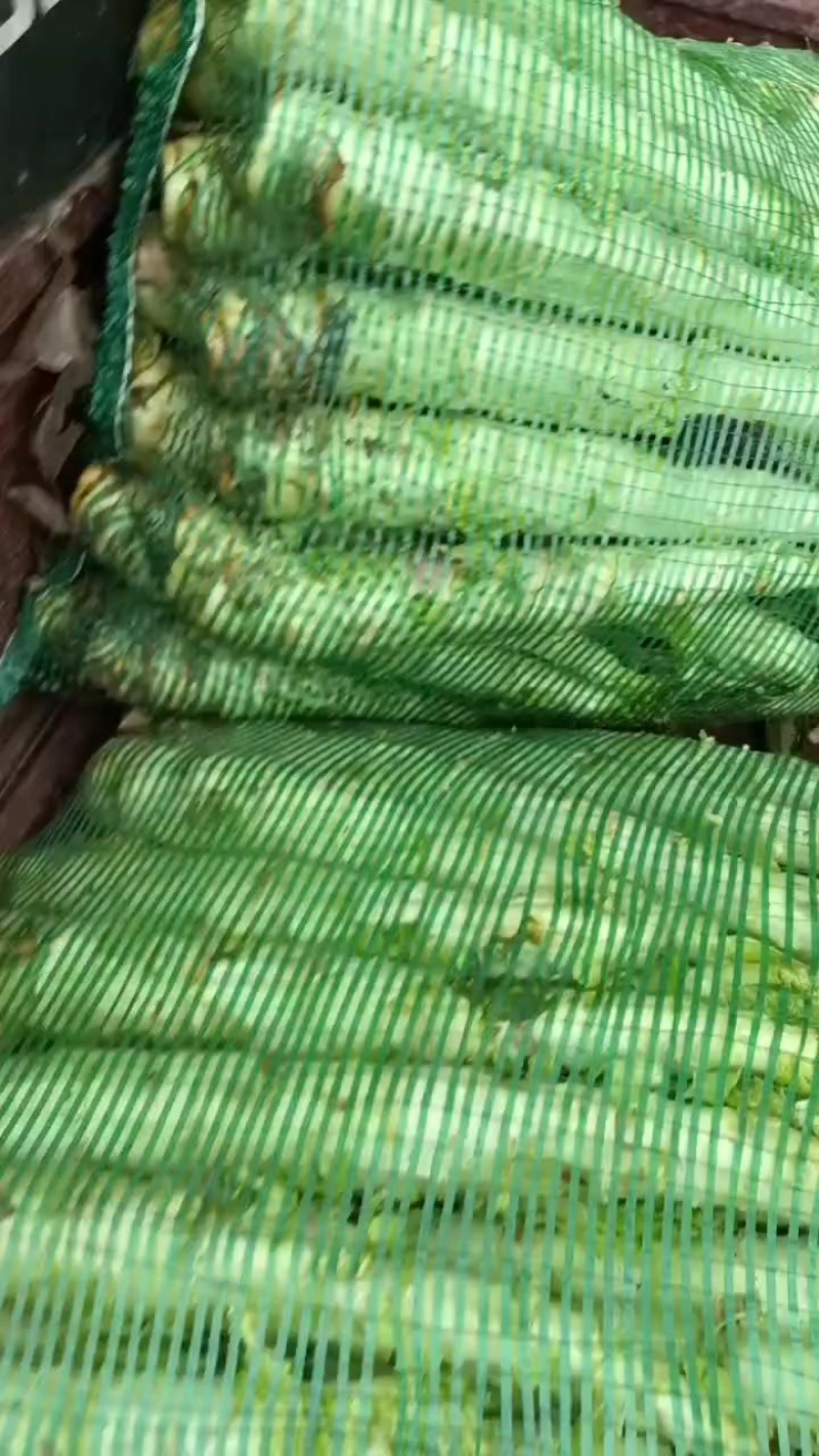 红叶莴苣大量批发欢迎订够***********