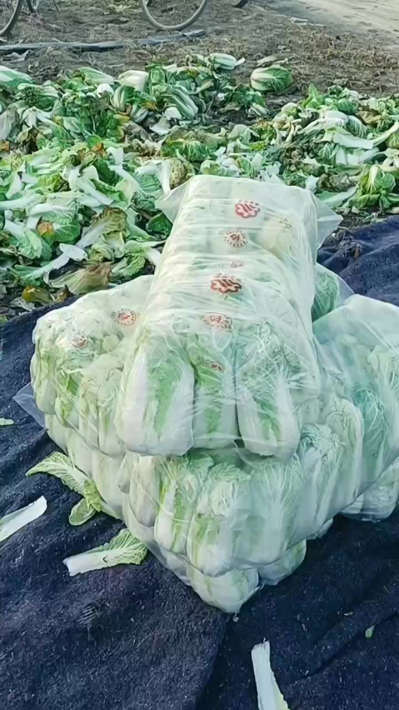 精品娃娃菜货源充足。