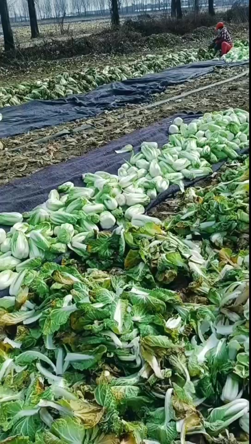 精品娃娃菜货源充足。