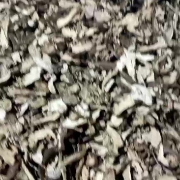 白术片