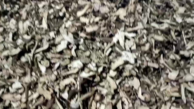 白术片