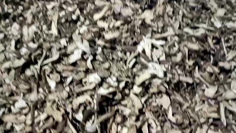 白术片