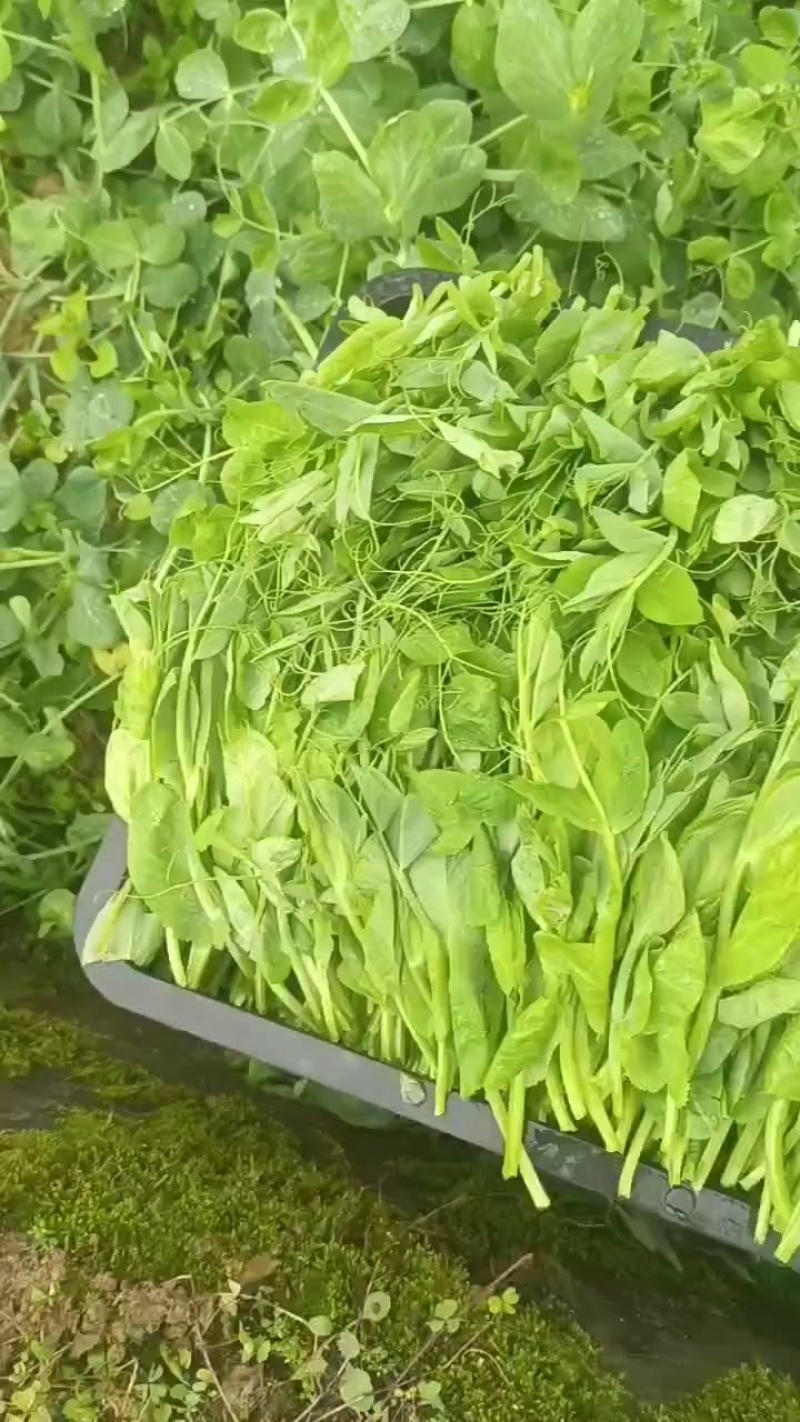 豌豆苗