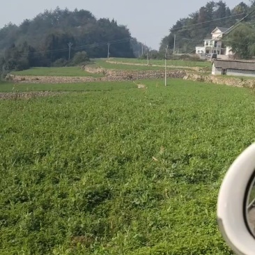贵州高山豌豆苗