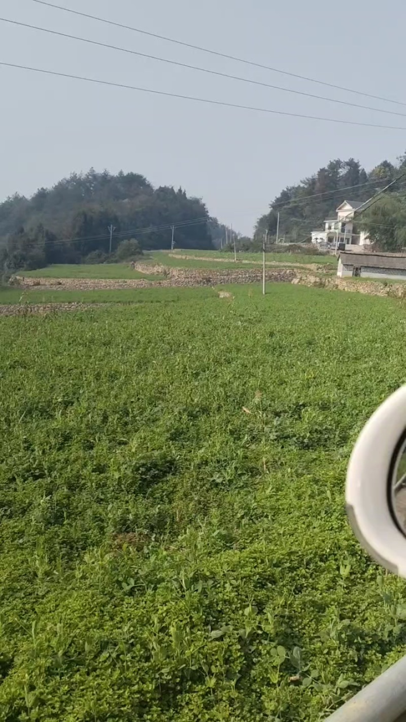 贵州高山豌豆苗