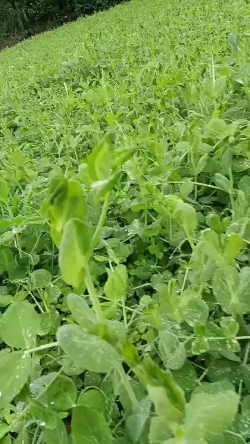 贵州高山豌豆苗