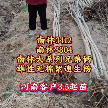 无絮速生杨树苗