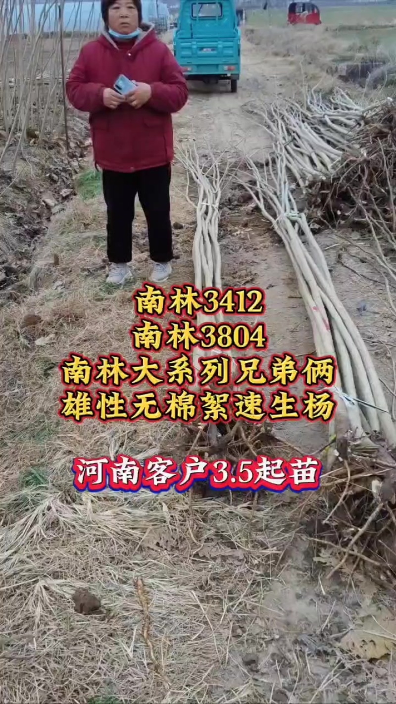 无絮速生杨树苗