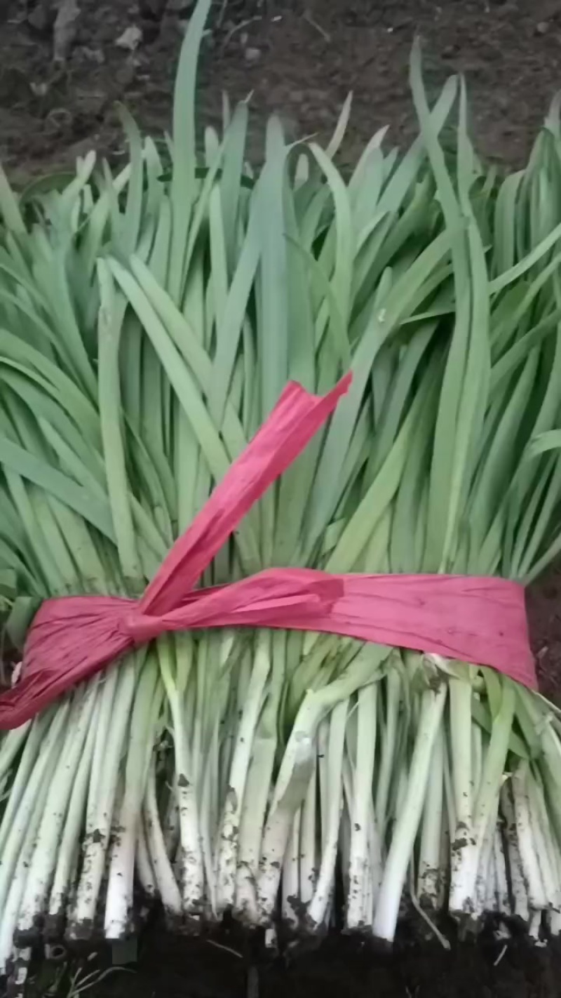韮菜