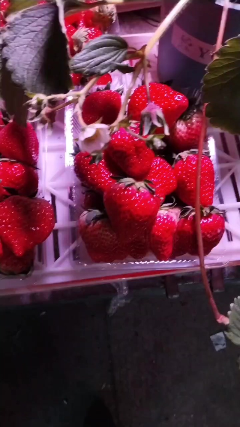红颜奶油草莓