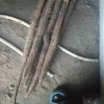 棒药通货