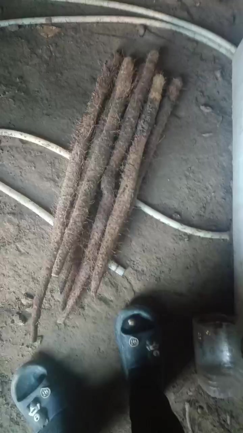 棒药通货