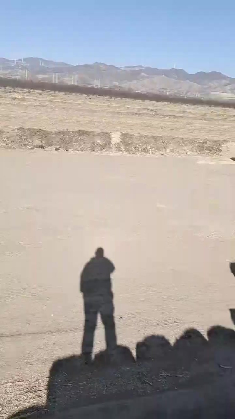 玉米秸秆