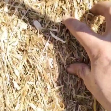 玉米秸秆揉丝草