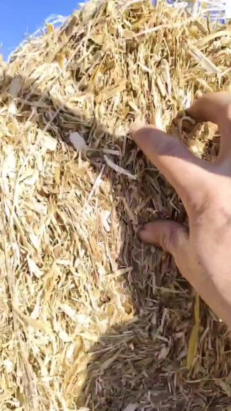 玉米秸秆揉丝草