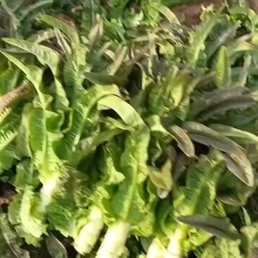 红叶香莴苣