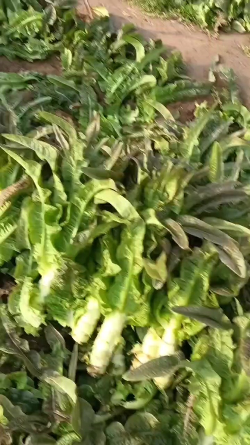 红叶香莴苣