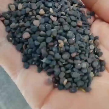 曼陀罗籽