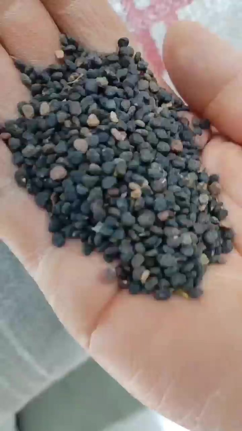 曼陀罗籽